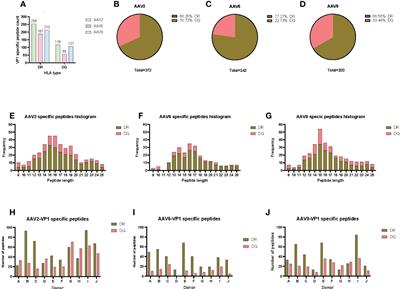 The HLA class-II immunopeptidomes of AAV capsids proteins